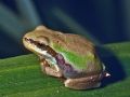 Hyla meridionalis